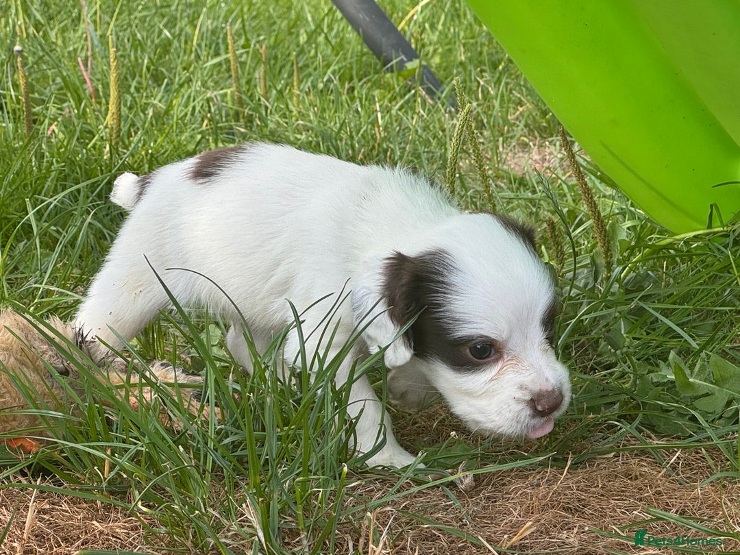 Cocker Spaniel dogs for sale: Gamekeeper bred cockers  - Image 8