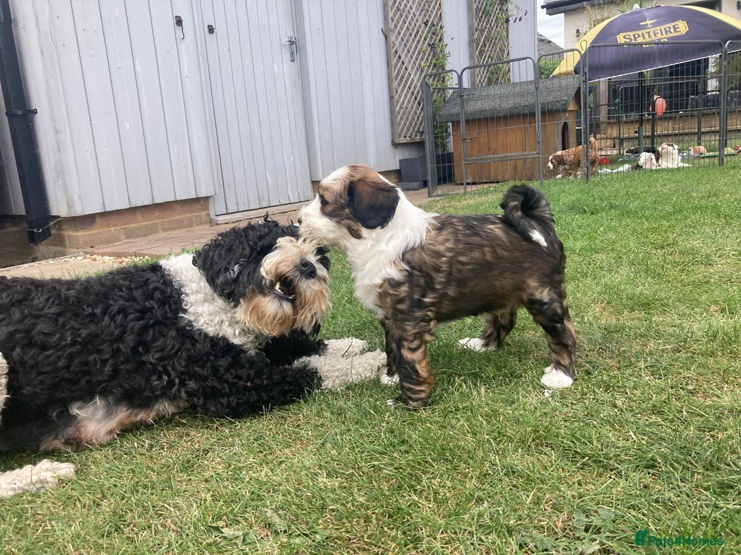Mixed Breed dogs for sale: Tibetan Terrier with 1/4 Spanish water dog - Image 5