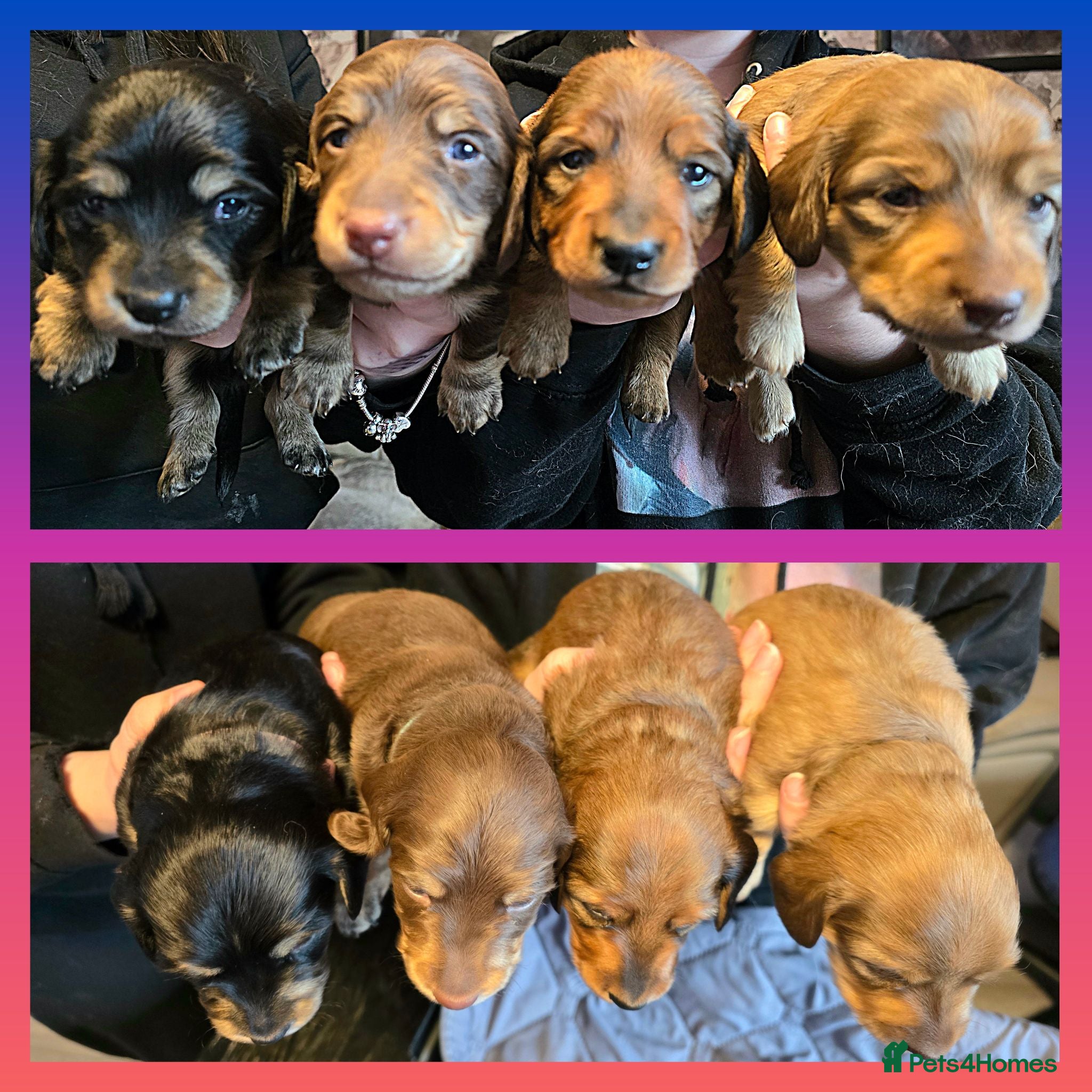 Miniature Dachshund dogs Longhaired Miniature Dachshunds  - Advert 18