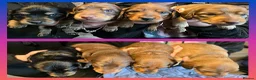 Miniature Dachshund dogs for sale: ✨️Last Girl Left✨️Longhaired Miniature Dachshunds  - Advert 4