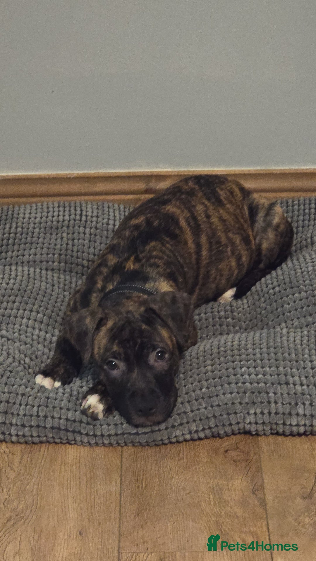 Mixed Breed dogs for sale: Staffy corso x dogue de bordeaux - Advert 5