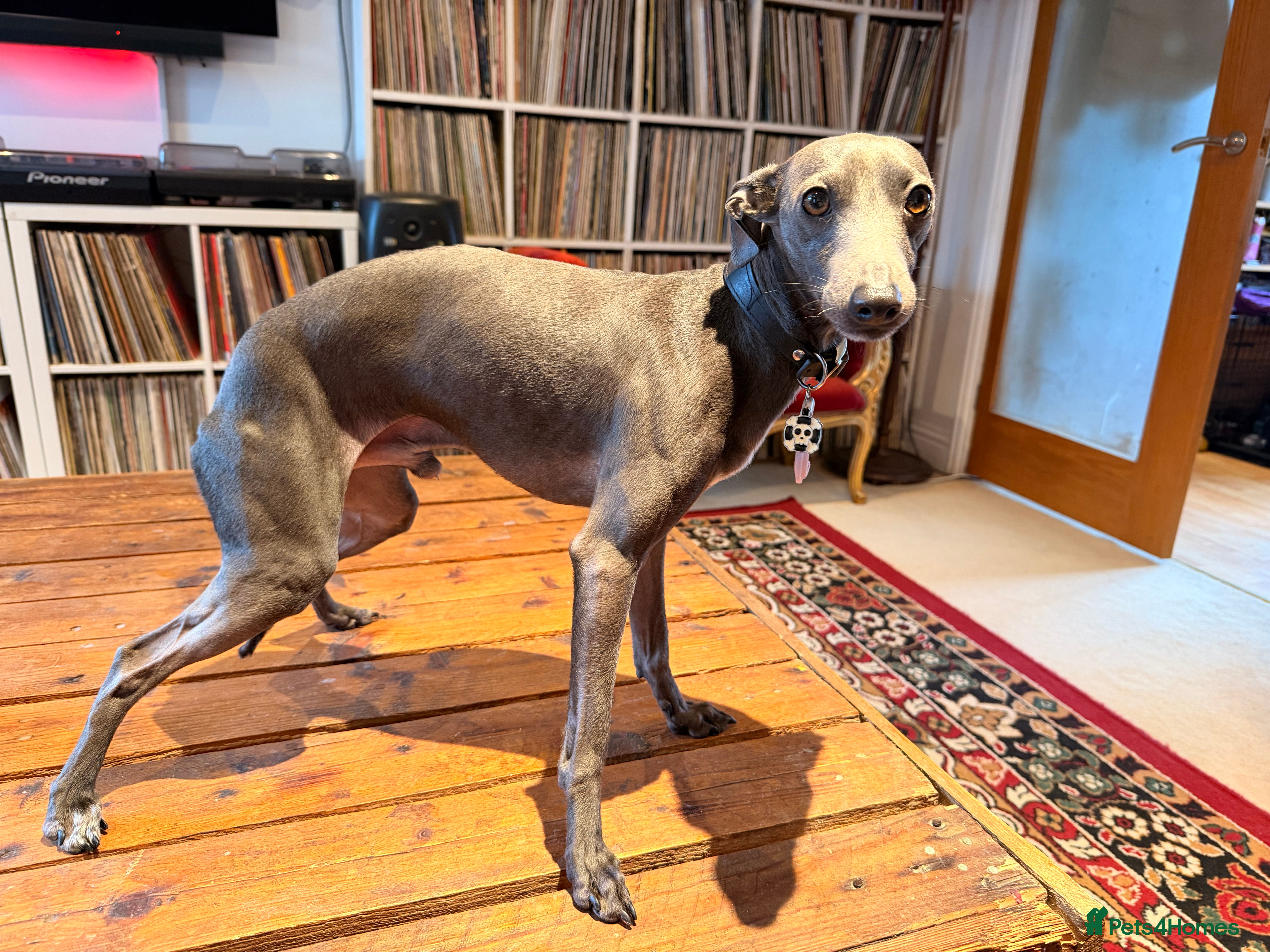 Italian Greyhound dogs Blue Italian Greyhound Available for Stud - KC Reg - Advert 17