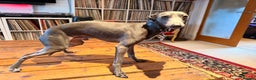 Italian Greyhound dogs for stud: Blue Italian Greyhound Available for Stud - KC Reg - Advert 1