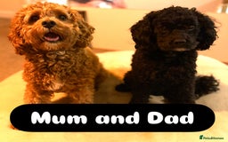 Cavapoo dogs for sale: 2 adorable male Cavapoo Puppies ! 🐾 - Image 8