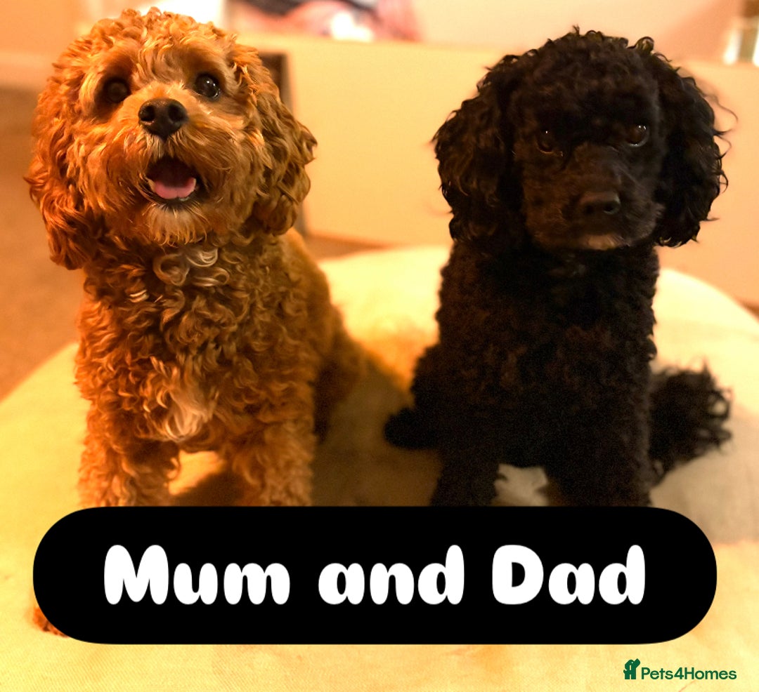 Cavapoo dogs for sale: 2 adorable male Cavapoo Puppies ! 🐾 - Image 8