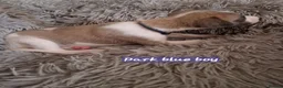 Whippet dogs for sale: Beautiful whippet puppies looking for new home in Swindon - Advert 7