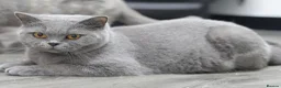 British Shorthair cats for sale: PEDIGREE REGISTERED CHUNKY BRITISH SHORTHAIRS - Advert 6