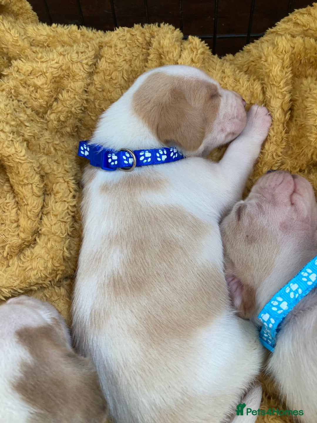 Beagle dogs for sale: Beautiful pedigree beagle pups - Image 21