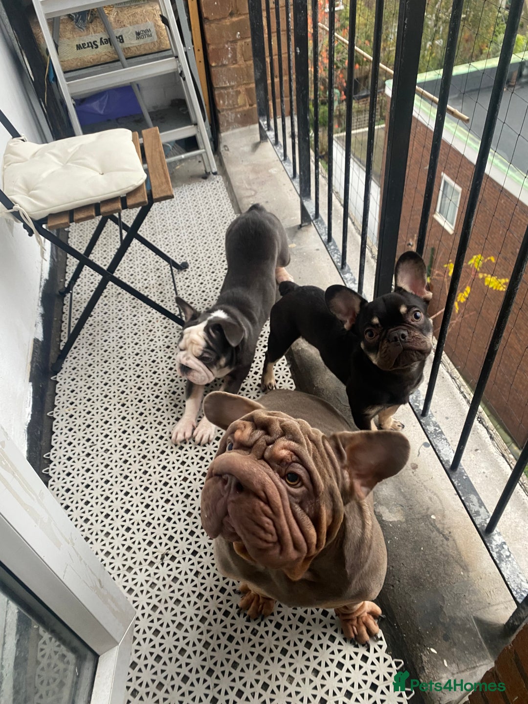 French Bulldog dogs for sale: 7 month old puppy  - Advert 7