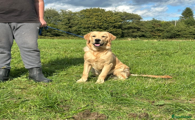 Golden Retriever dogs - Advert 3