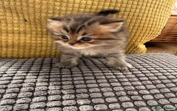 British Longhair cats for sale: Black shaded male boy - Advert 2