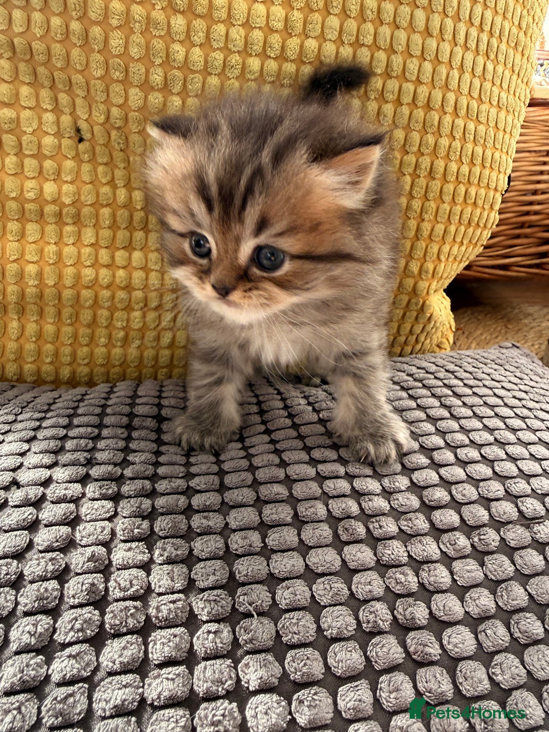 British Longhair cats for sale: Black shaded male boy - Advert 2