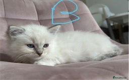 Ragdoll cats for sale: Gorgeous Balls Of Fluff 🥰😻🤗 - Image 25