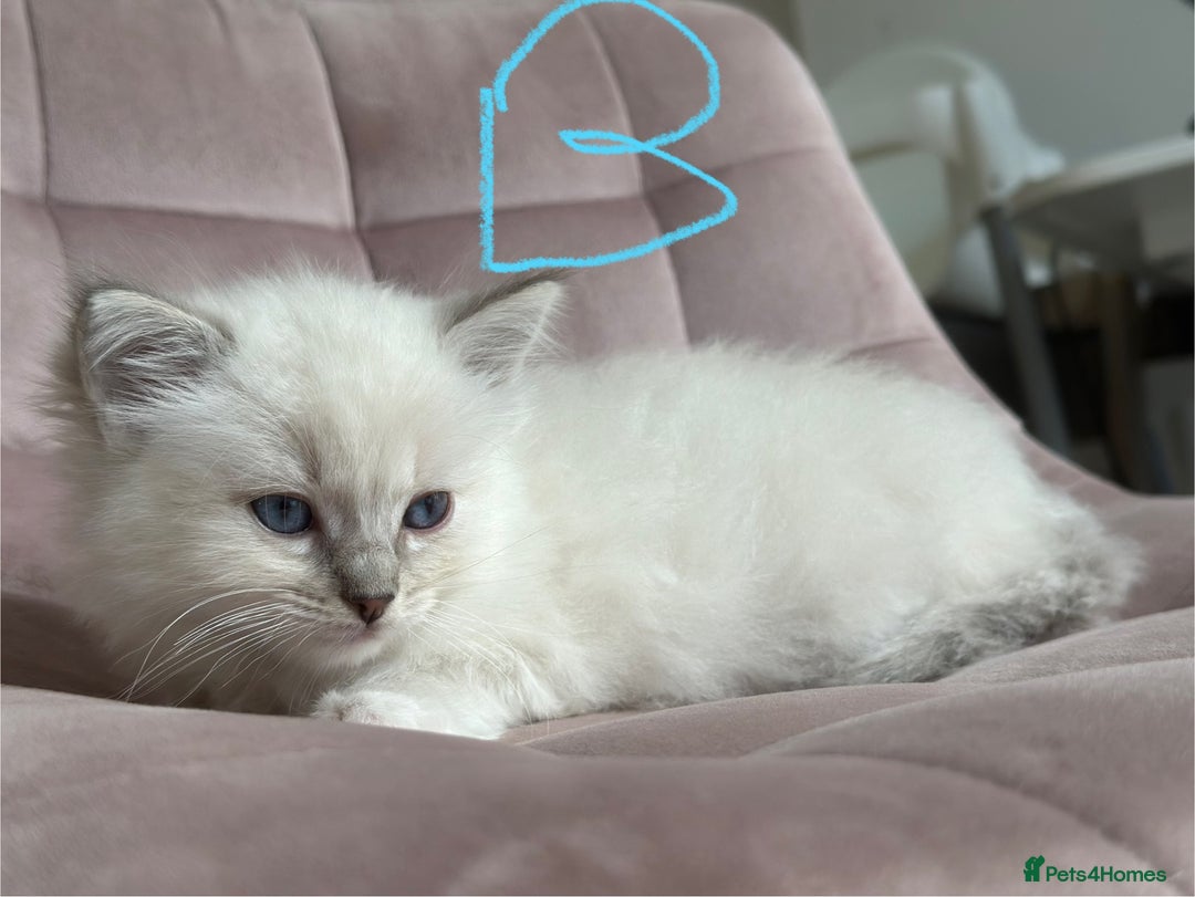 Ragdoll cats for sale: Gorgeous Balls Of Fluff 🥰😻🤗 - Image 25