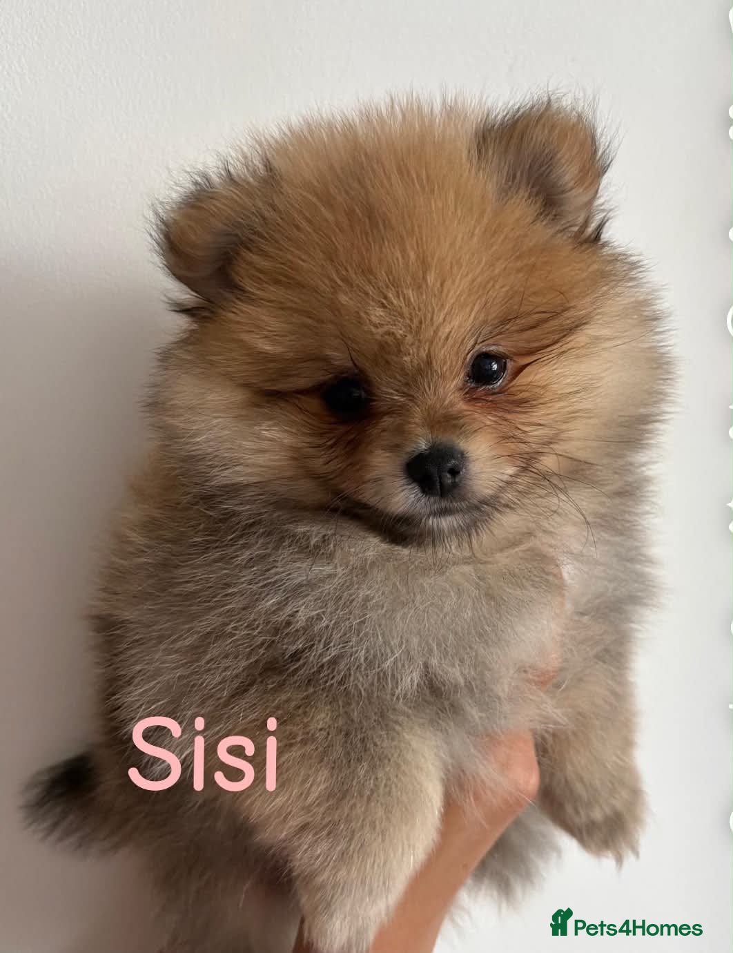 Pomeranian dogs Beautiful champion-line Pomeranian puppies 🩷🐶💙 - Advert 2