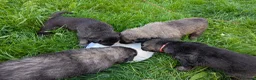 Mixed Breed dogs for sale: Caucasian Malinois Shepherds  in Hartlepool - Advert 6