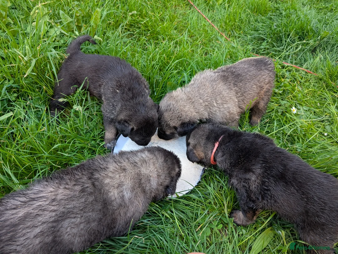 Mixed Breed dogs for sale: Caucasian Malinois Shepherds  in Hartlepool - Advert 6