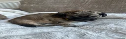 Mixed Breed dogs for sale: Stunning Chihuahua X puppies.  - Advert 23