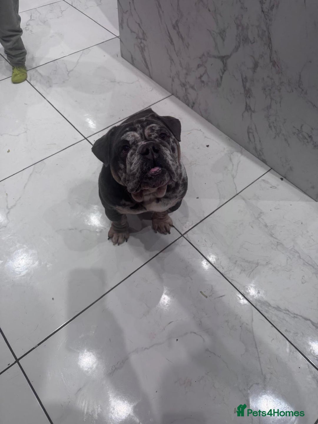 English Bulldog dogs for sale: 3yr old blue and white of reg bulldog bitch - Advert 5