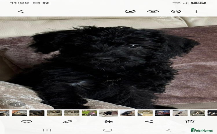 Mixed Breed dogs - Advert 3