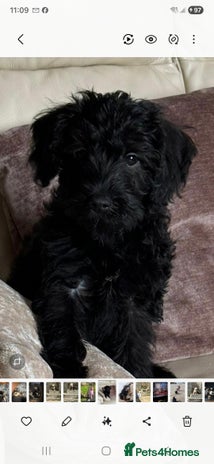 Mixed Breed dogs - Advert 3