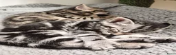 Mixed Breed cats for sale: Rare White & 3 Tabby Kittens (2m 2f) Ready 14 July in Glasgow - Advert 5