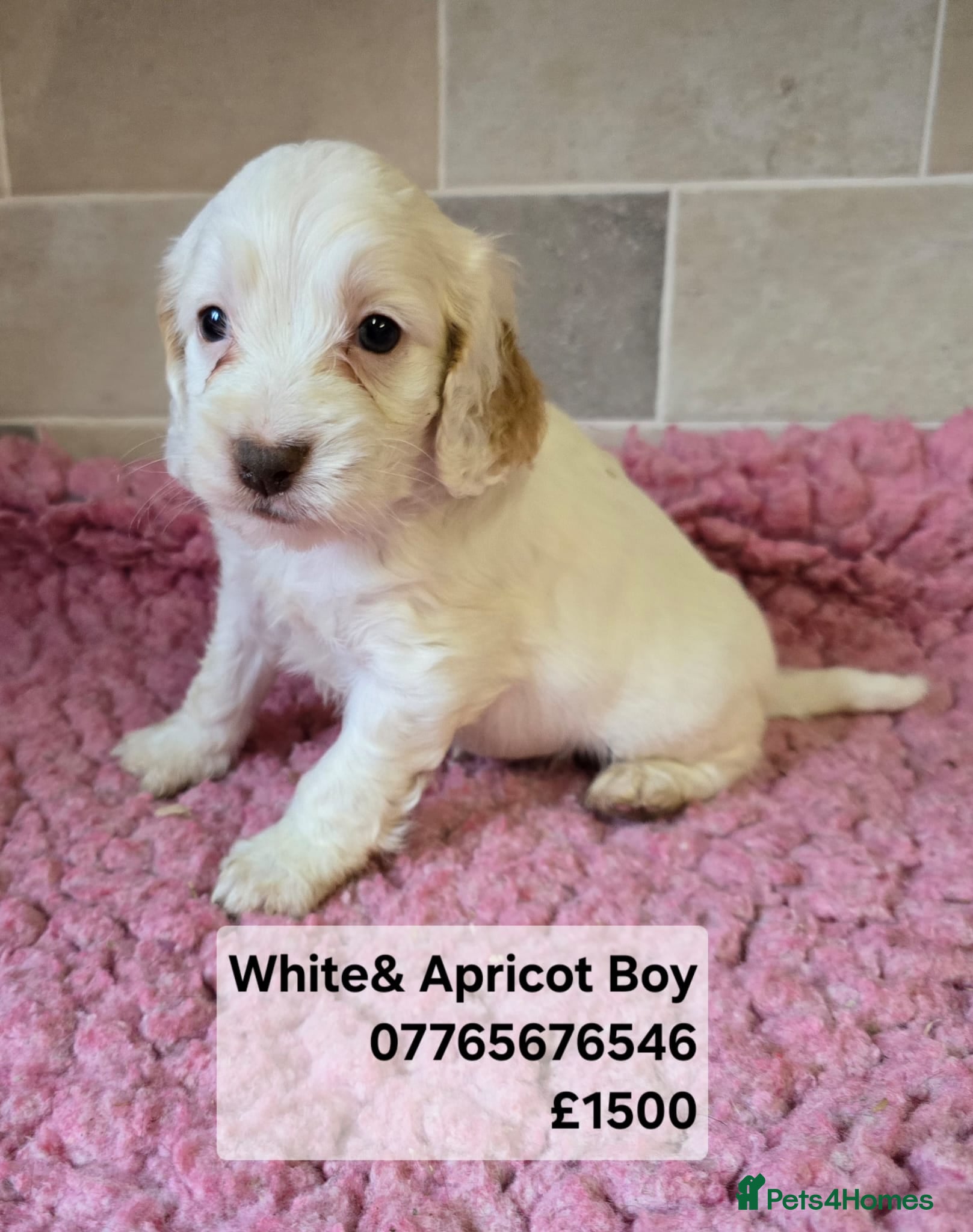Cockapoo dogs Quality Cockapoo Puppies Licenced Domestic Breeder - Advert 18