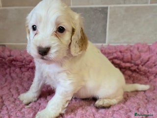 Cockapoo dogs Quality Cockapoo Puppies Licenced Domestic Breeder - Advert 18