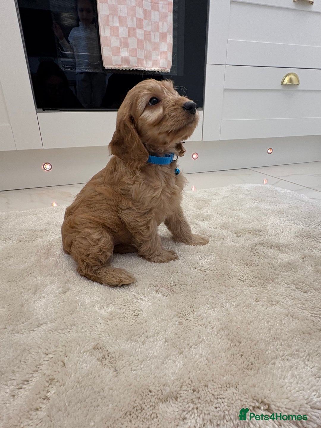 Cockapoo dogs for sale: Gorgeous F1A cockerpoos - Image 10