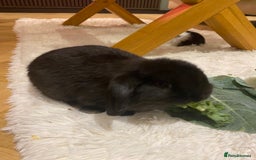 Mini Lop rabbits for sale: Two black mini lops - Image 2