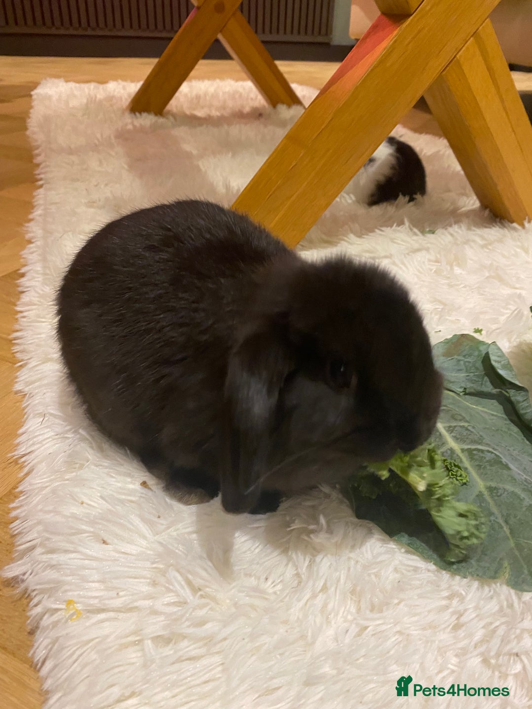 Mini Lop rabbits for sale: Two black mini lops - Image 2