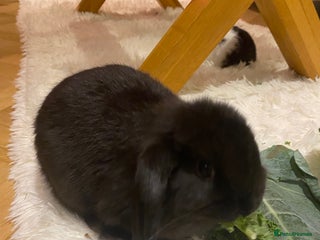 Mini Lop rabbits - Advert 26
