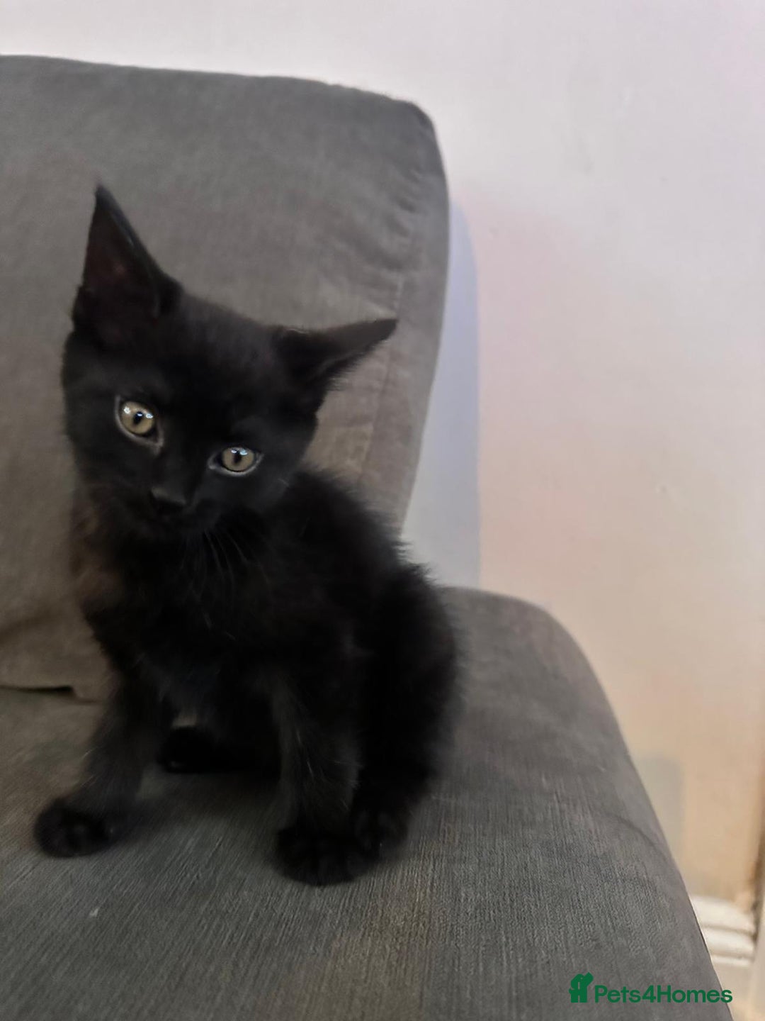 Domestic Shorthair cats for sale: ✨4 Loving Kittens Ready Now ✨ - Advert 7