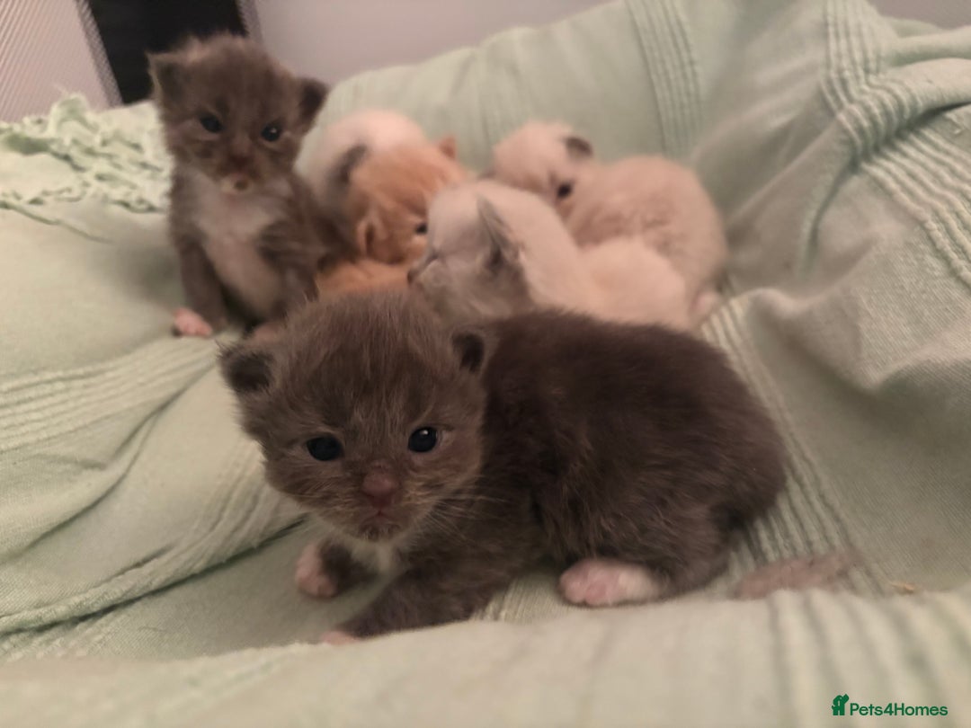 Ragdoll cats for sale: Beautiful Ragdoll Kittens  - Advert 7