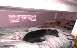 Miniature Dachshund dogs for sale: Miniature dachshund  - Image 5