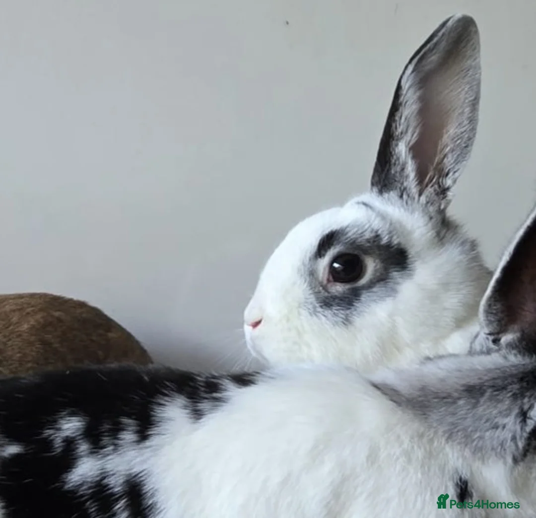 Mixed Breed rabbits for sale: 3 bonded boys  in Andover - Advert 2