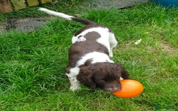 English Springer Spaniel dogs for sale: Two Gorgeous Boy English Springer Spaniel Puppies  - Image 6