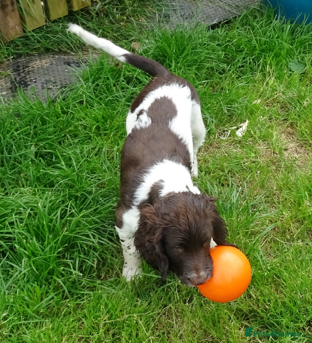 English Springer Spaniel dogs for sale: Two Gorgeous Boy English Springer Spaniel Puppies  - Image 6