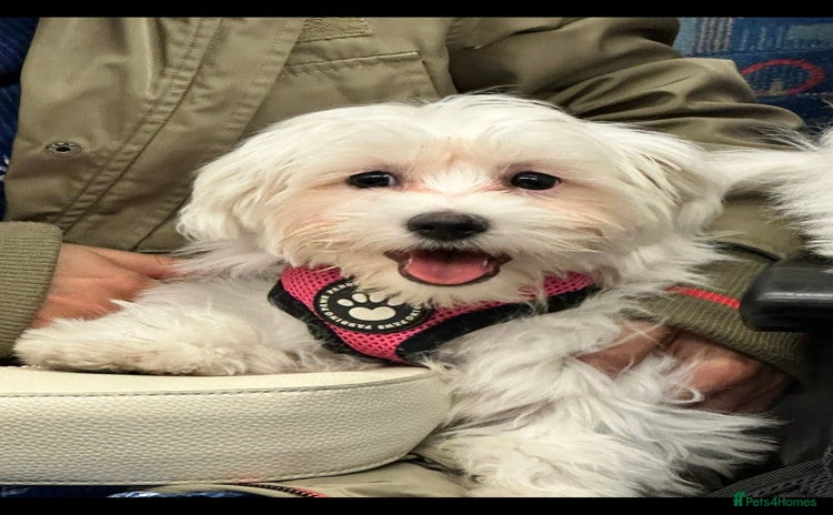 Maltese dogs - Advert 1