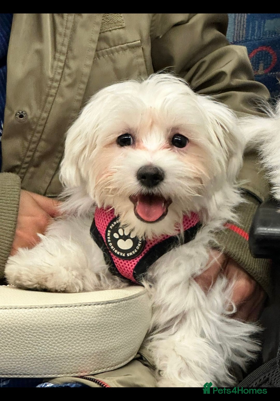 Maltese dogs for sale: URGENT ! maltese girl looking for new home  - Image 1