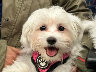 Maltese dogs - Advert 4