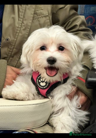 Maltese dogs - Advert 4