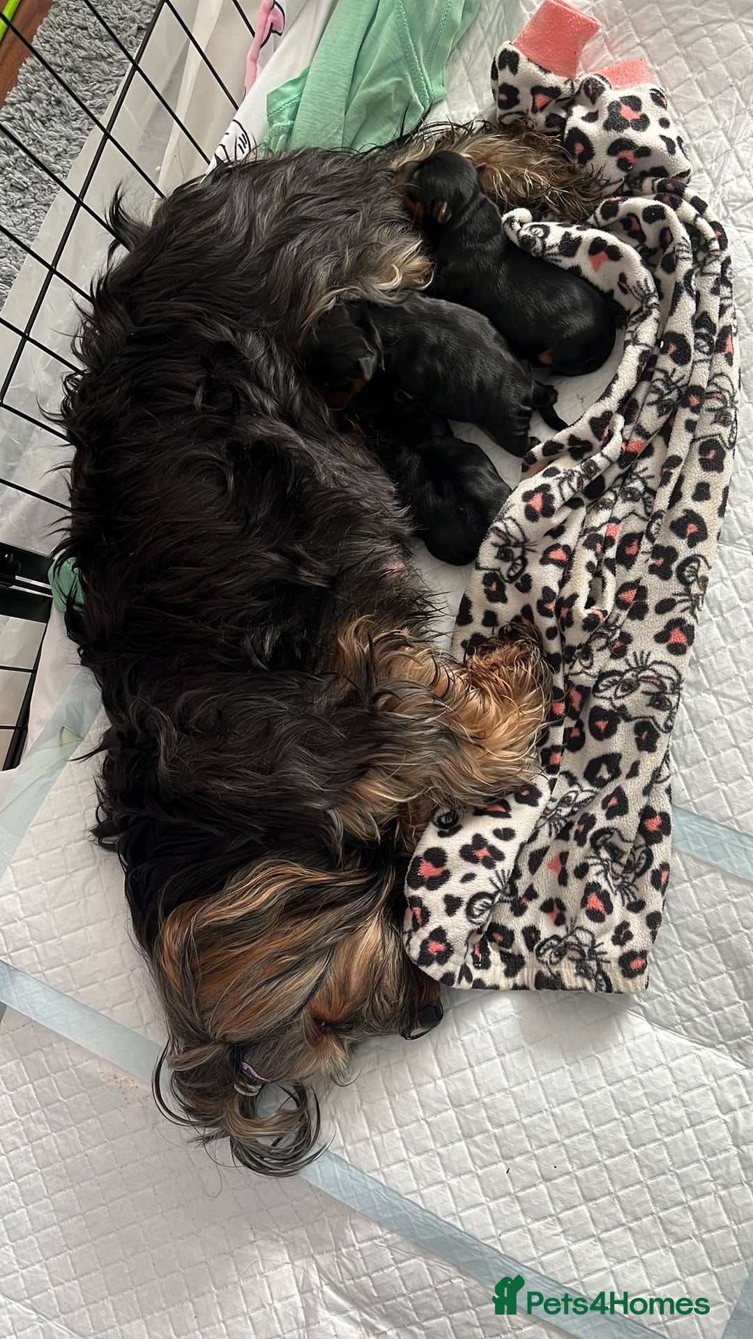 Yorkshire Terrier dogs for sale: Pedigree Yorkshire Terrier Puppies-3 Female  - Advert 2