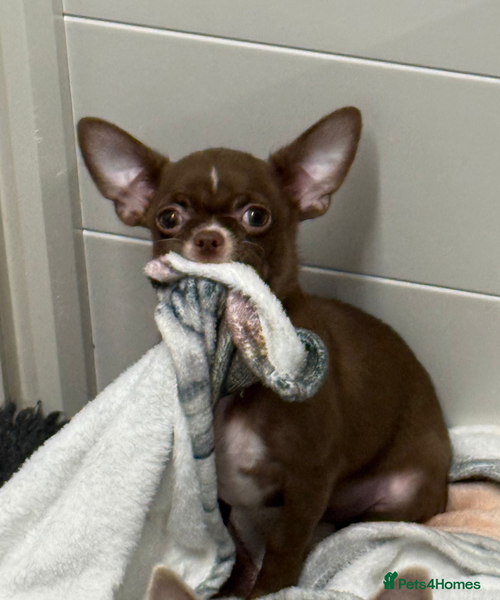 Chihuahua dogs chihuahuas smooth coat  £1000 !! boys ready now - Advert 2