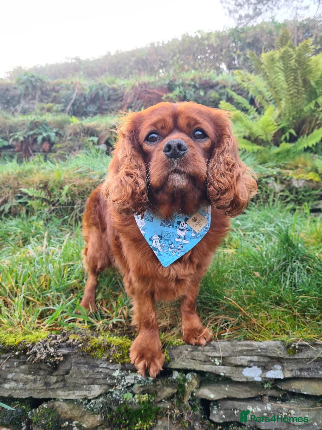 Cavalier King Charles Spaniel dogs for stud: Amazing fully D.N.A! & B.V.A heart & eye clear boy in Cardiff - Advert 4