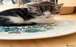 British Shorthair cats for sale: 2 BLACK FEMALE SHORTHAIR KITTENS. READY TO GO! - Image 16