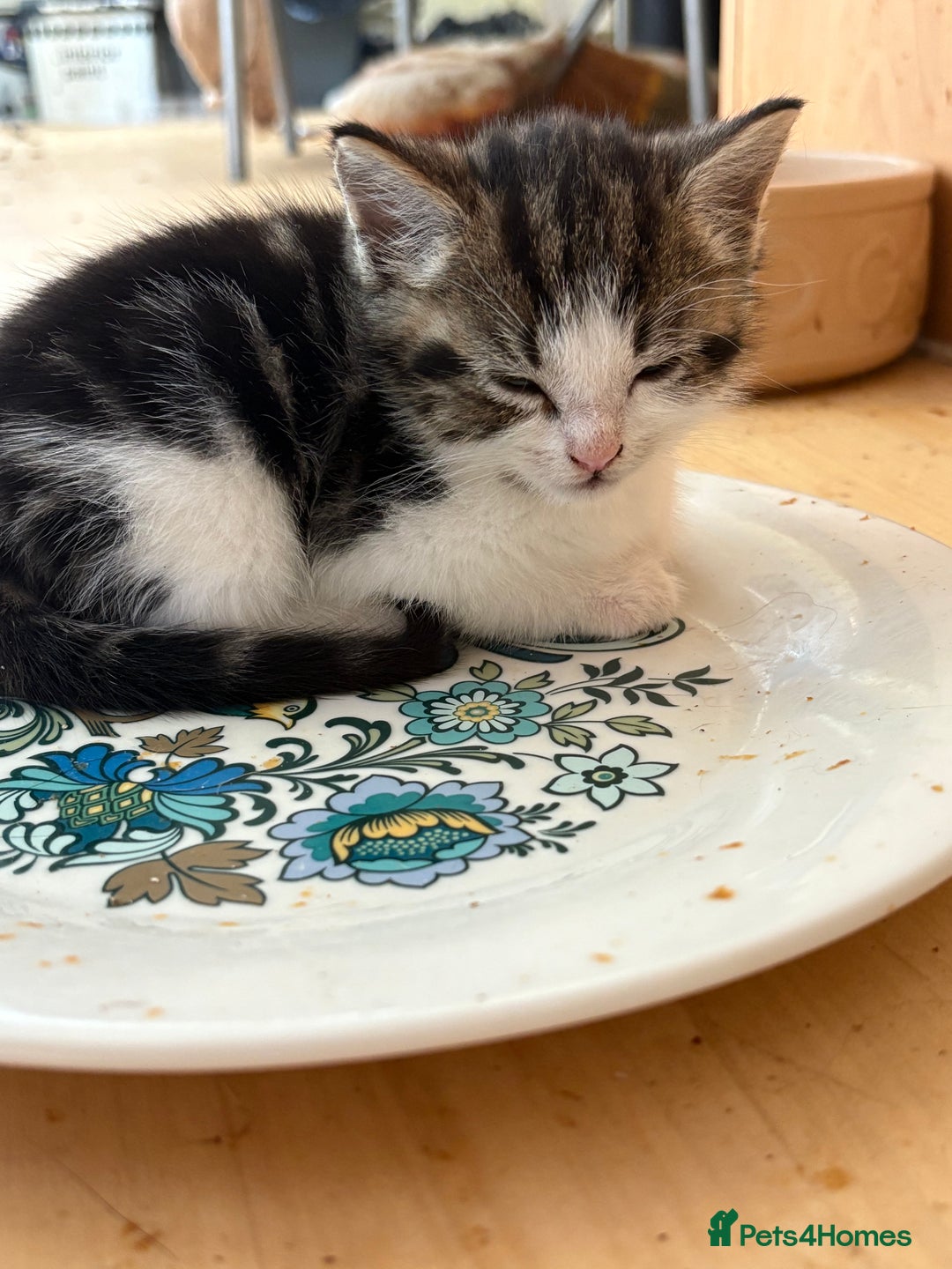 British Shorthair cats for sale: 2 BLACK FEMALE SHORTHAIR KITTENS. READY TO GO! - Image 16