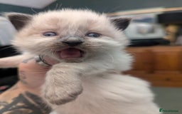 Ragdoll cats for sale: ragdoll kittens (only 1 boy left main picture) - Image 9