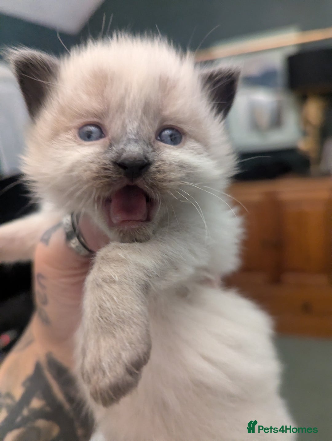 Ragdoll cats for sale: ragdoll kittens (only 1 boy left main picture) - Image 9