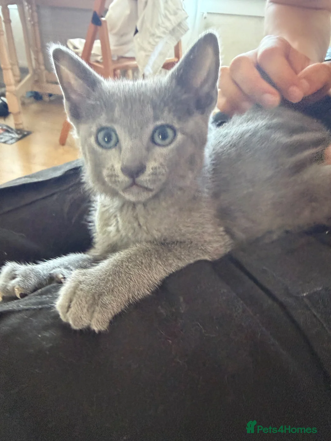 Russian Blue cats for sale: TICA registered pure breed Russian Blue - Advert 2